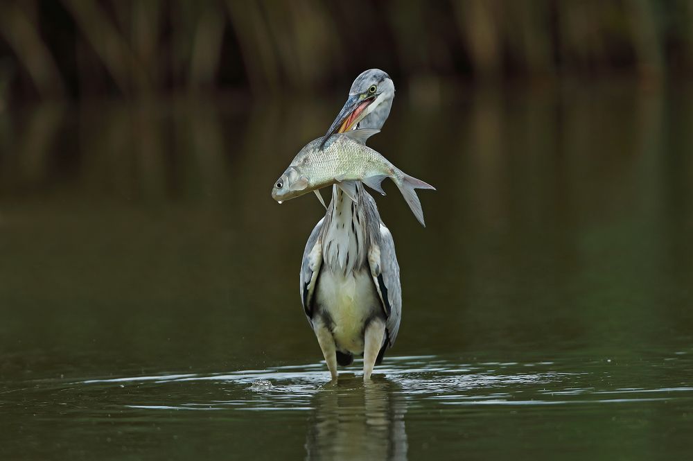 Photograph by Гусар Александр