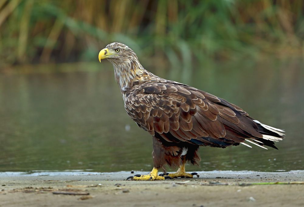 Фотография автора Гусар Александр