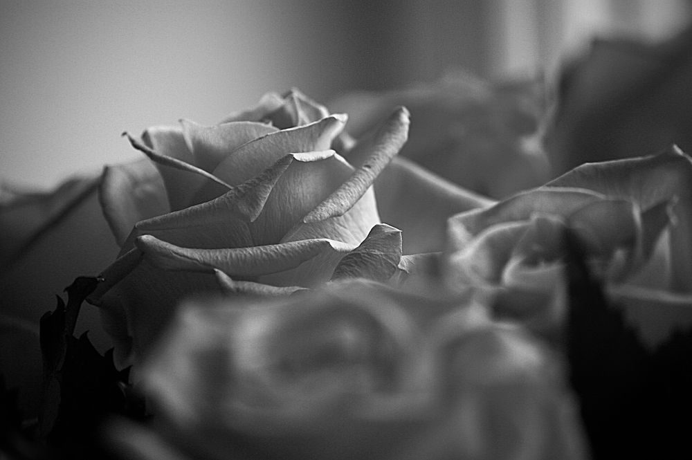 Photograph by Михаил Некрасов