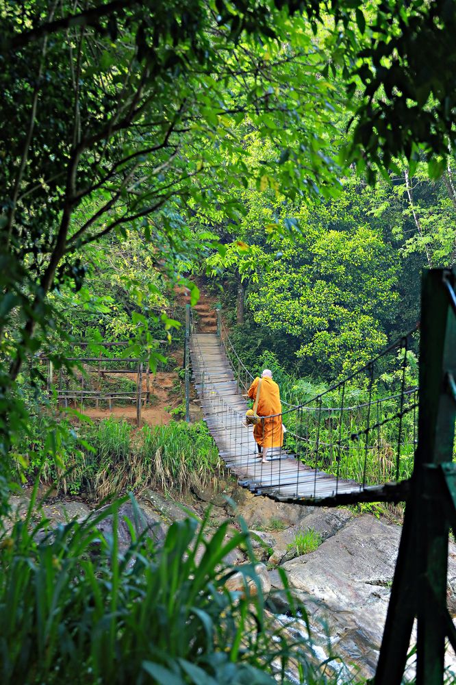 Monk walking in foresh brige
