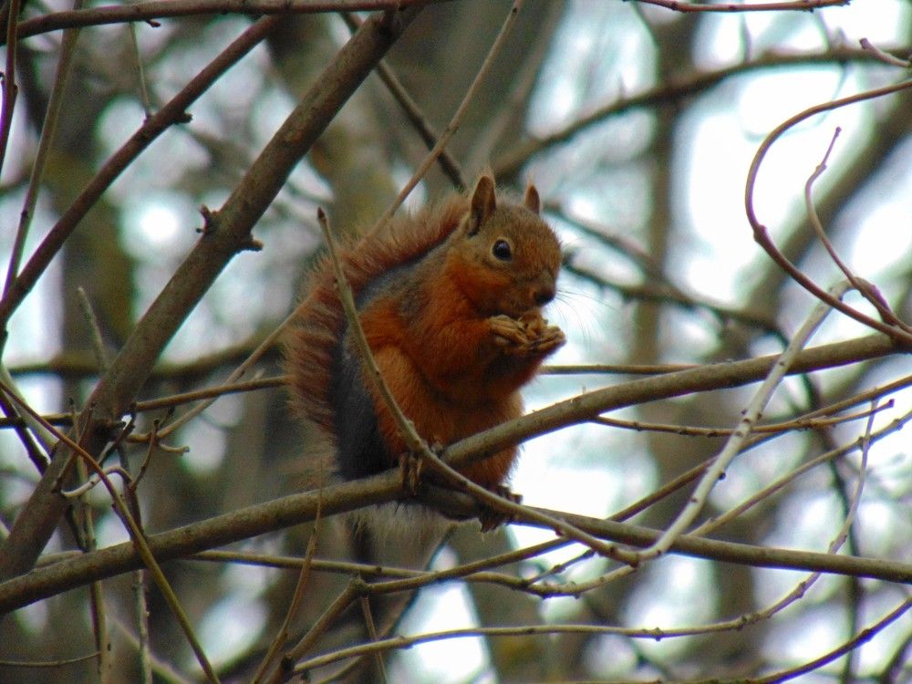 Photograph by Ольга Шевцова