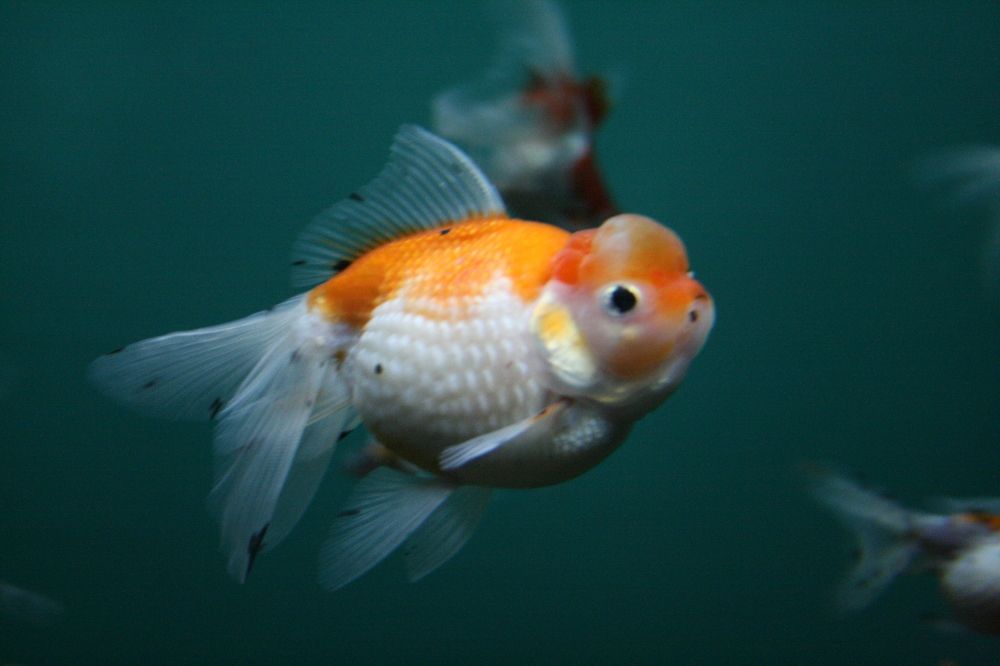 Photograph by Лолита Богачева