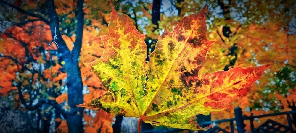 Photograph by Виктория Спицына