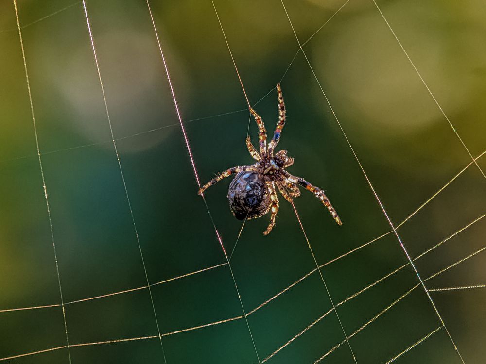 Photograph by Md Raihan