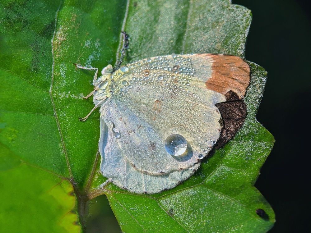 Photograph by Md Raihan