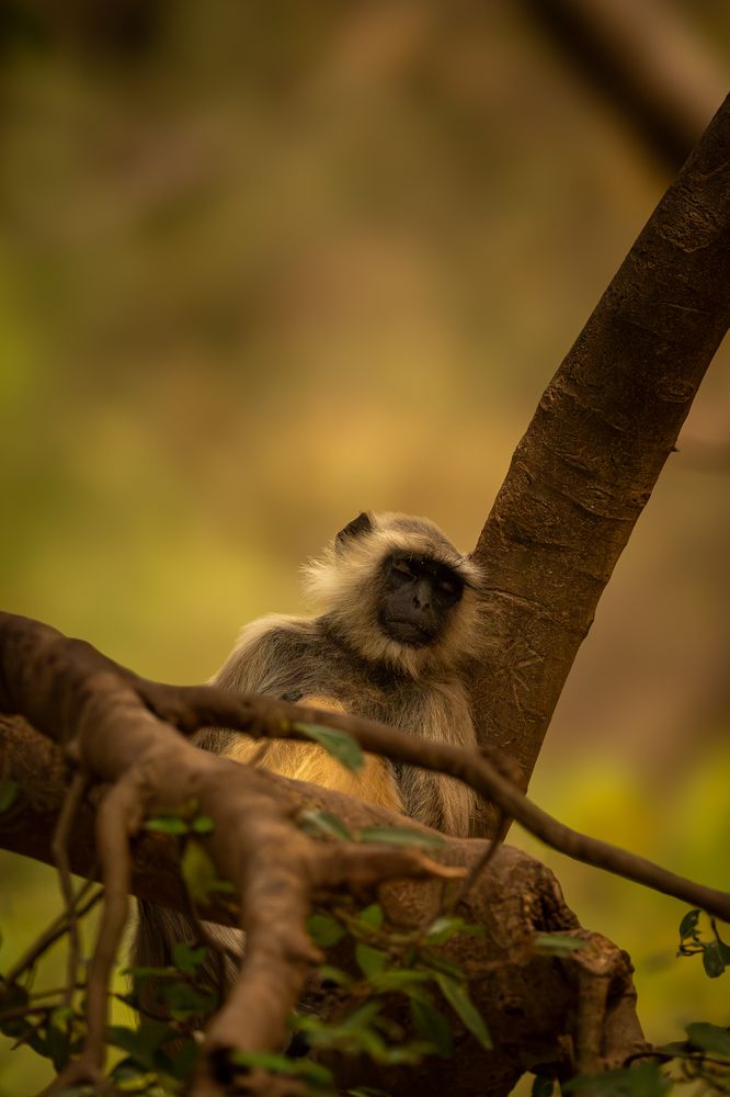 Photograph by Pranav Pula