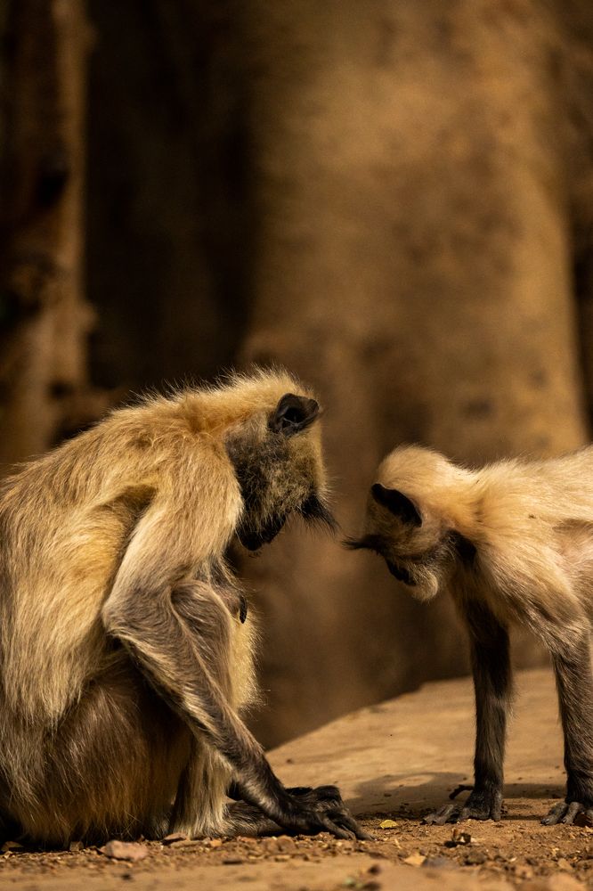 Photograph by Pranav Pula