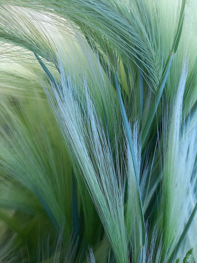 Ячмень гривастый (№2)