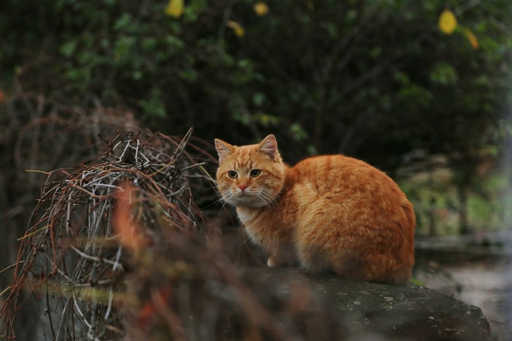 Фотография автора Ирина Якущенко