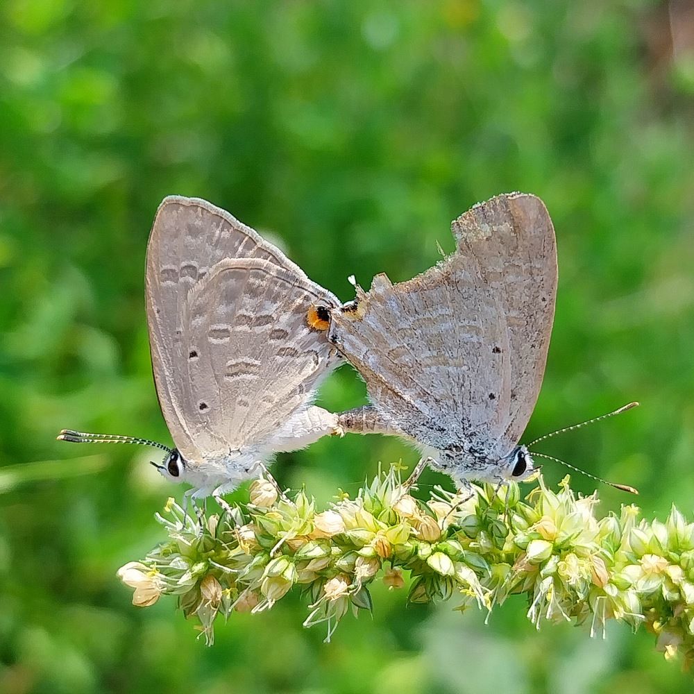 Cumpid butterfly