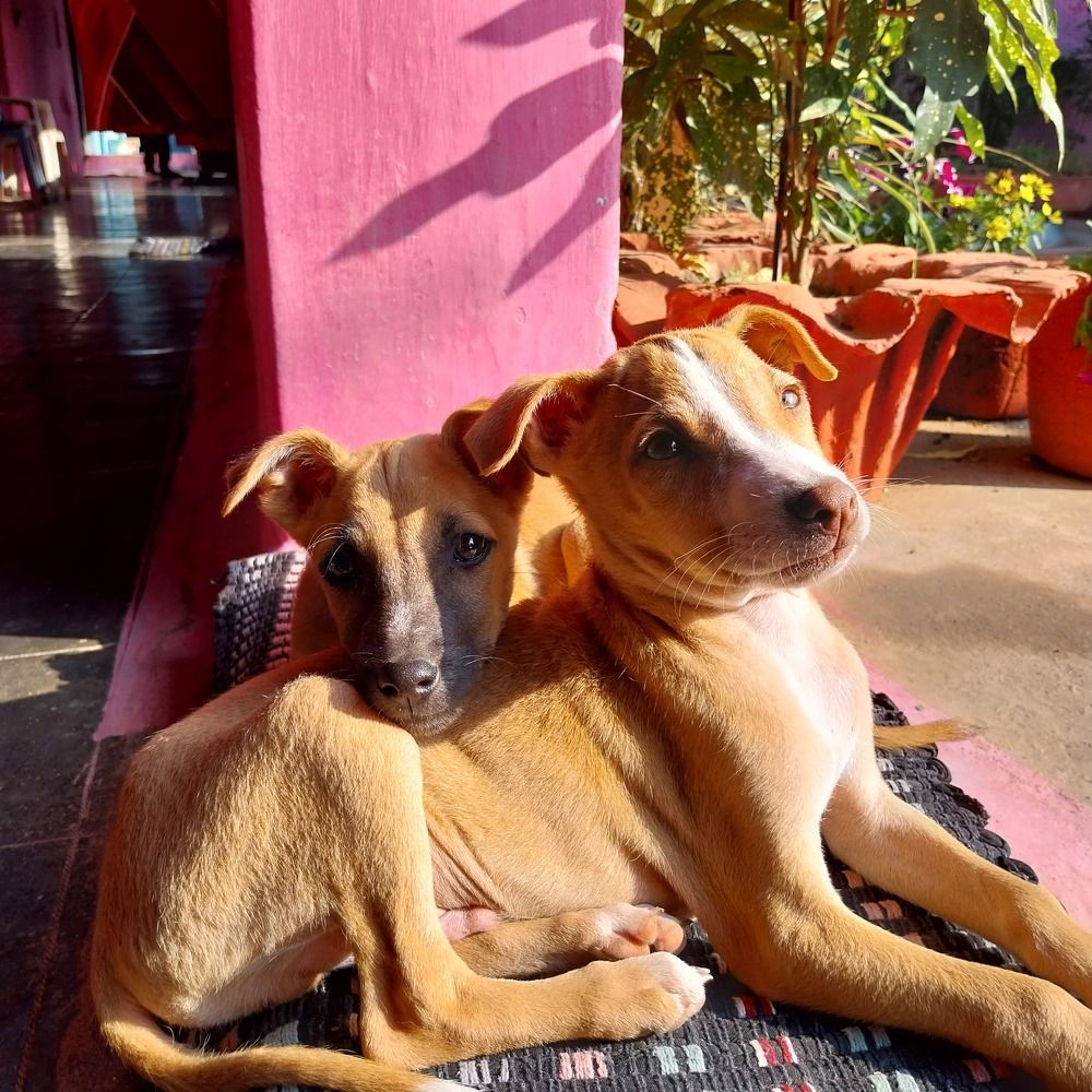 Two brothers