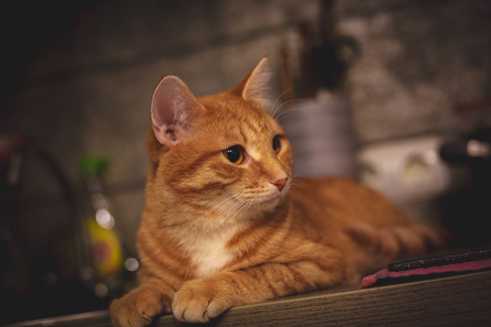 Photograph by Евгений Авдеев