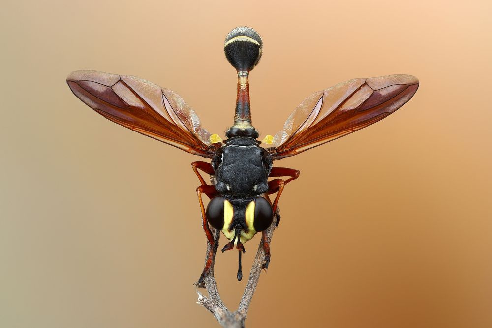 Большеголовка