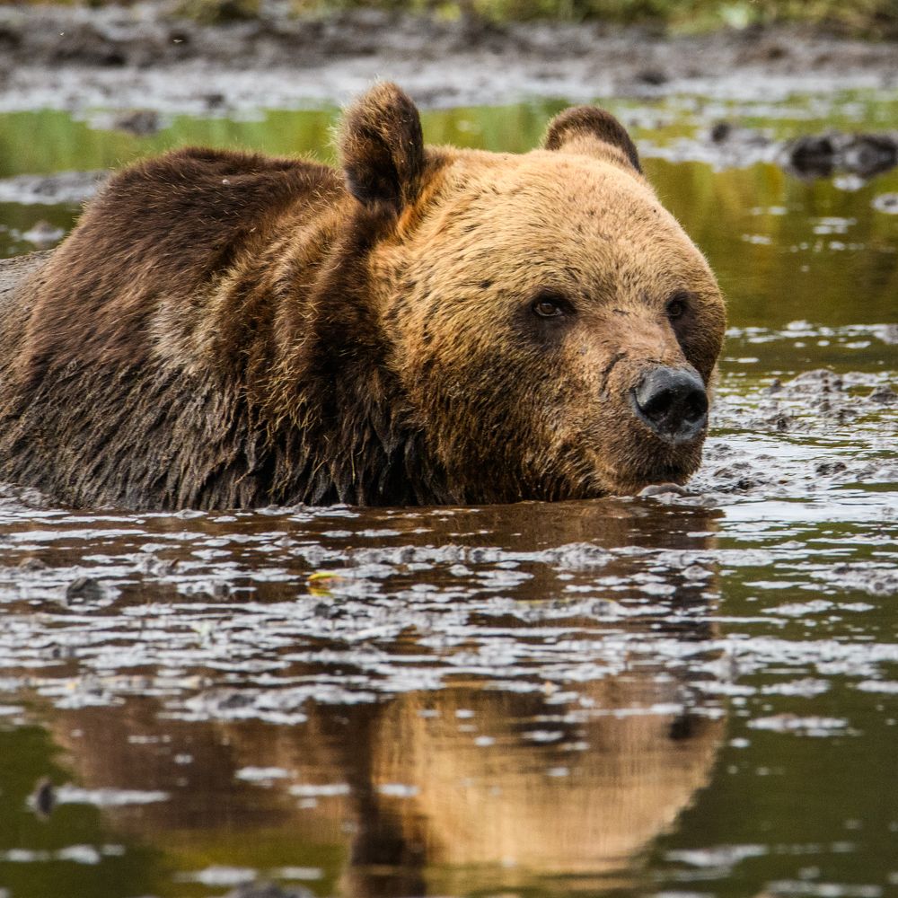Фотография автора Katrin Lillenthal