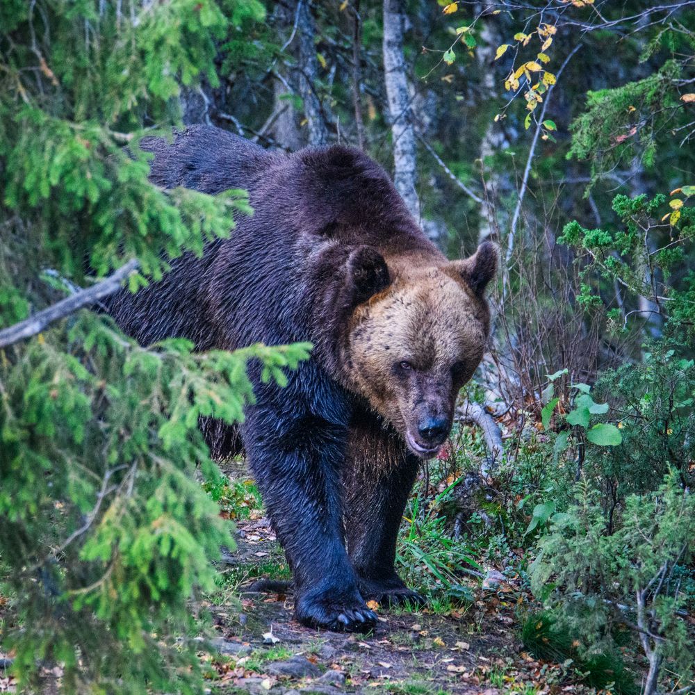 Фотография автора Katrin Lillenthal