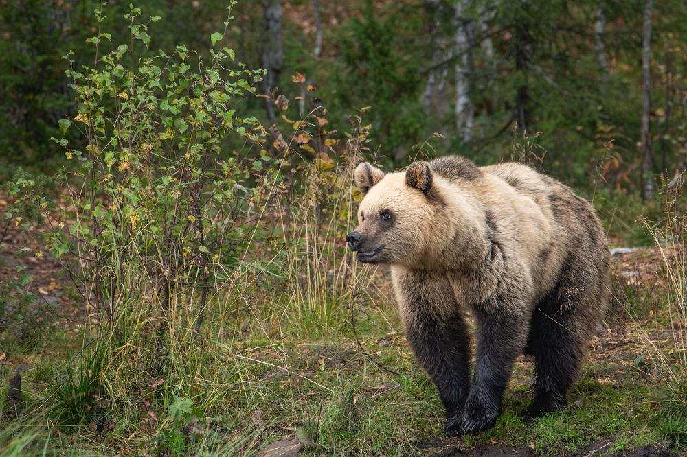 Фотография автора Katrin Lillenthal