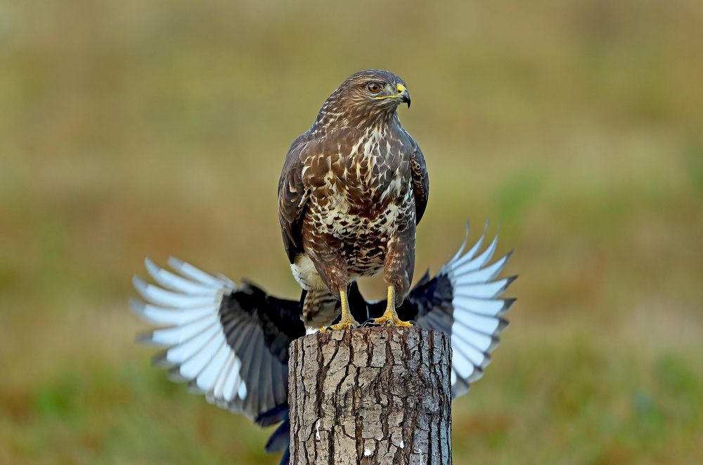 Фотография автора Гусар Александр