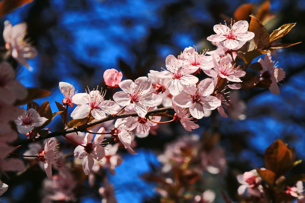 Цветение сливы.