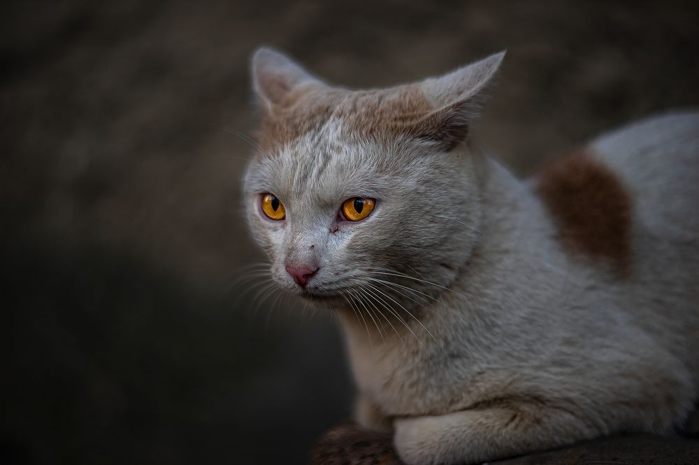 Photograph by Александр Соловьев