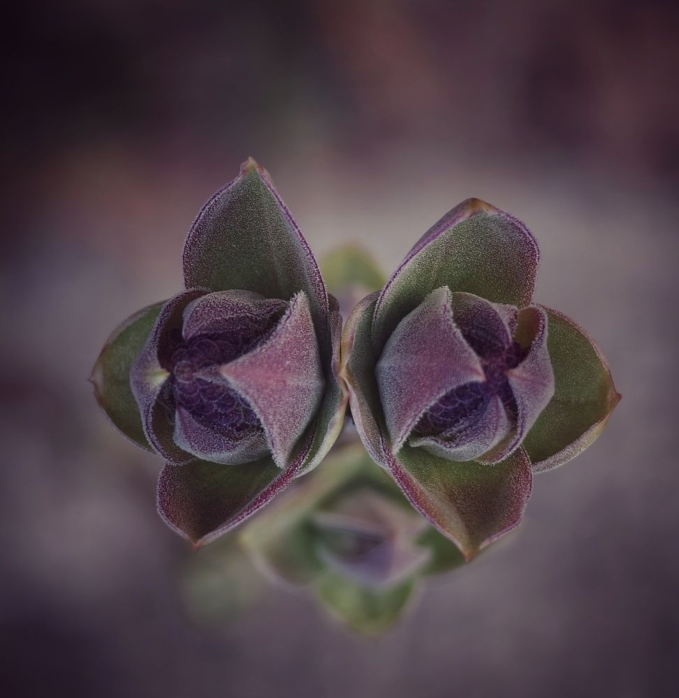 Photograph by Михаил Саидов