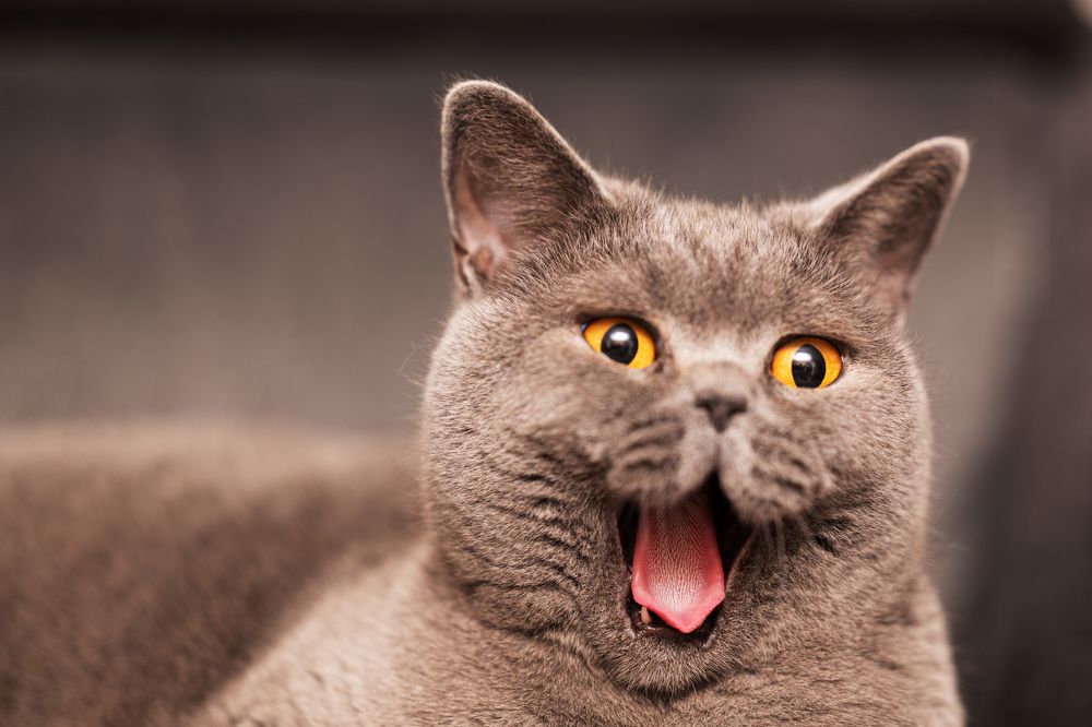 Фотография автора Inesa Darias Abreu