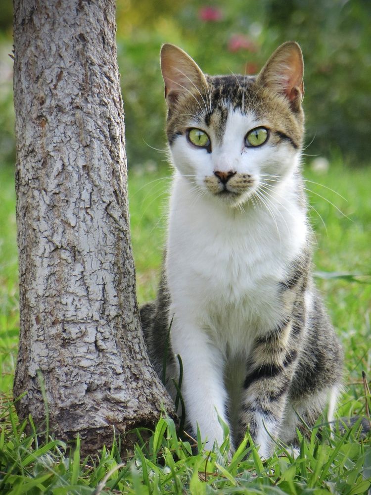 Little predator