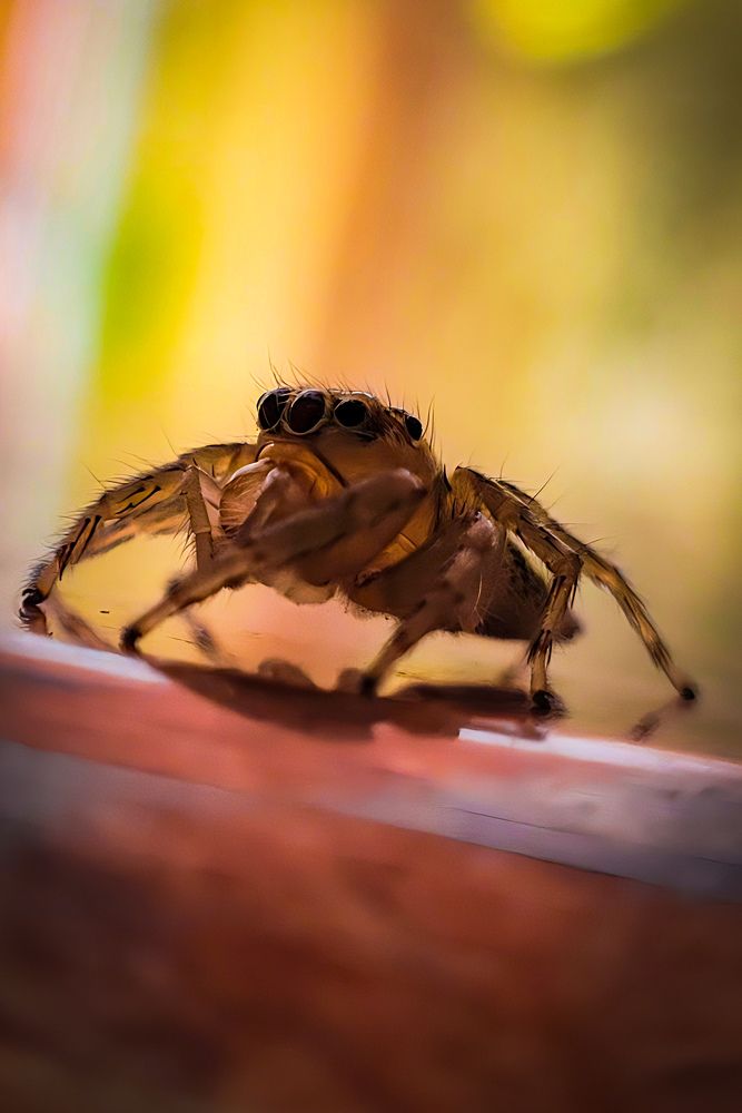 Photograph by Amal Madhu