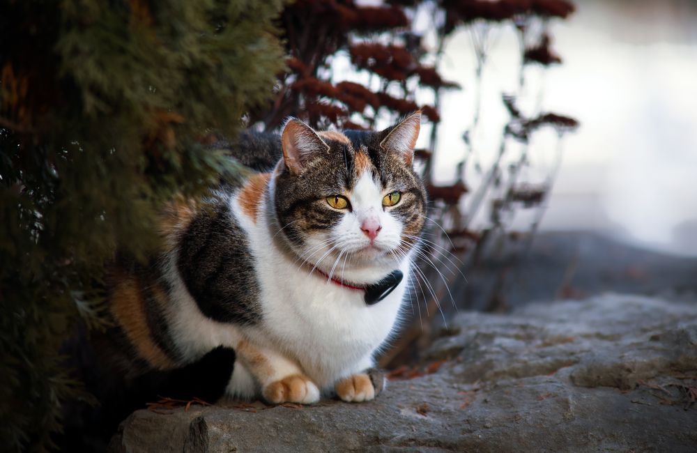 Фотография автора Кристина Данилюк