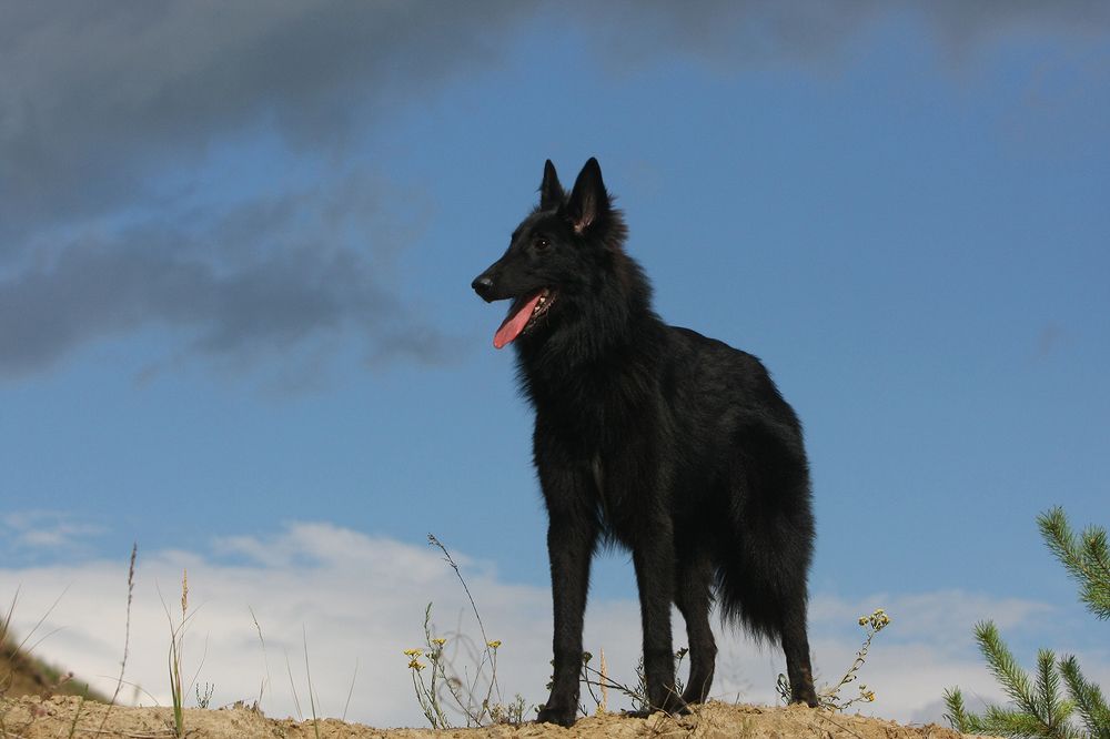 Черный красавец.