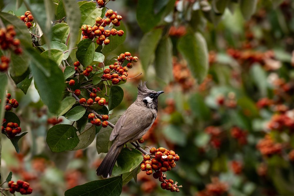 Fruitful day for a Himalayan Bulbul