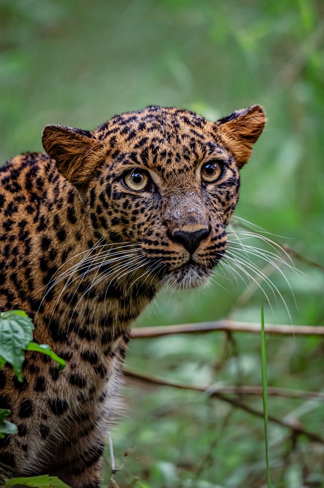 Speaking eyes of Lucy .