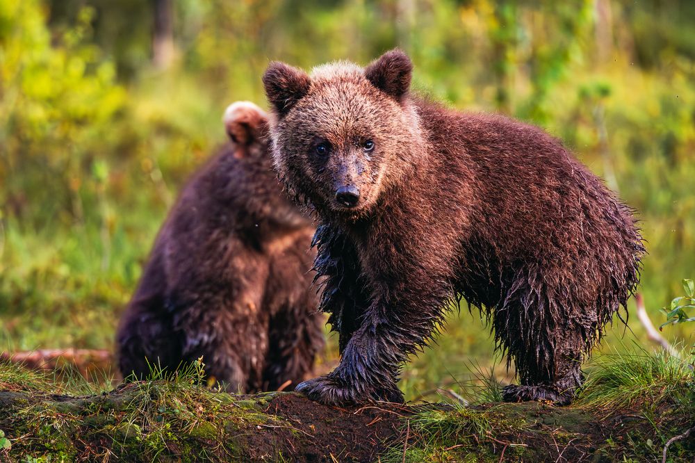 Photograph by Артём Бабенов