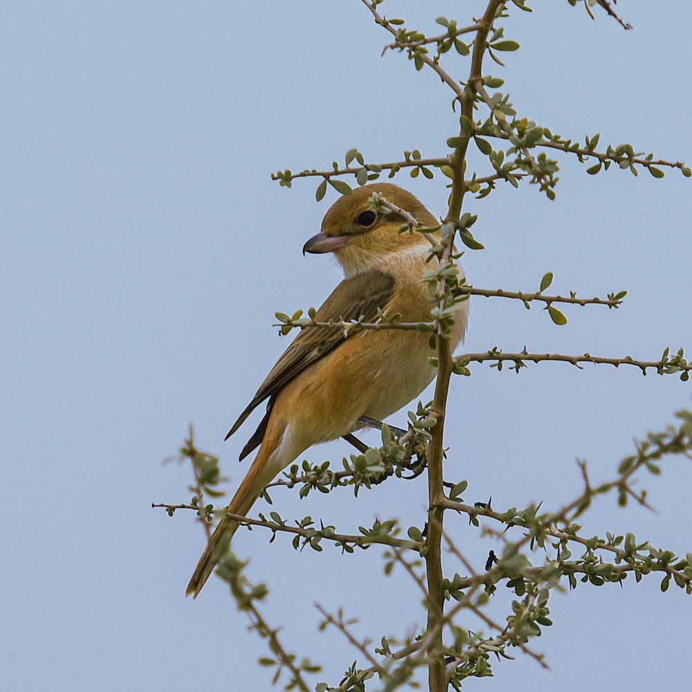 Photograph by Ahmad Alshawaf