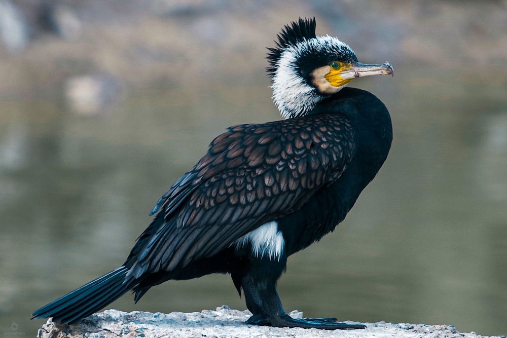 Great cormorant
