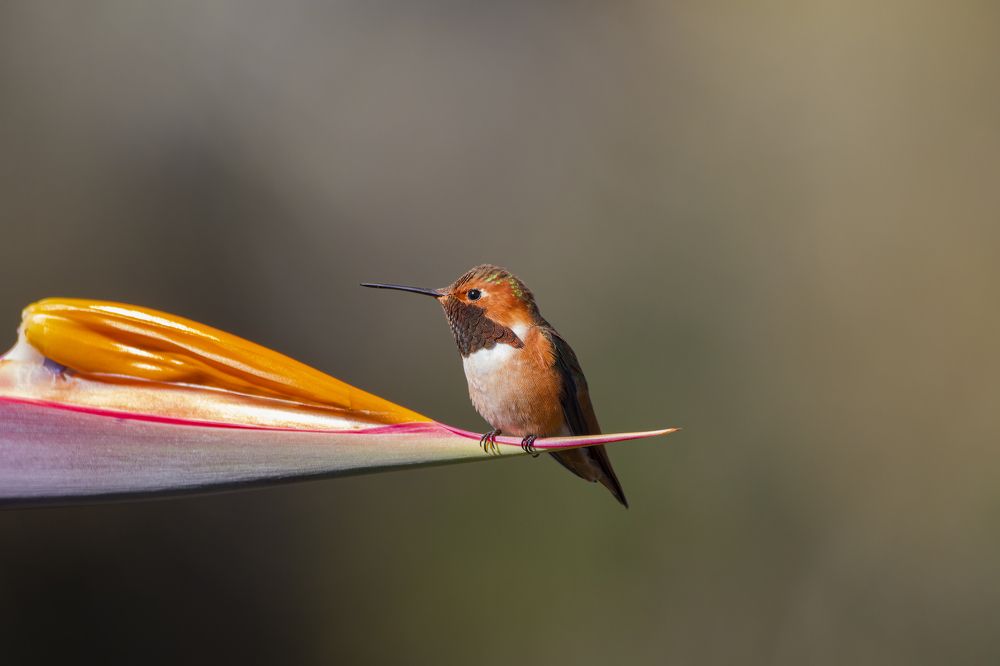 Photograph by Светлана Барабанщикова