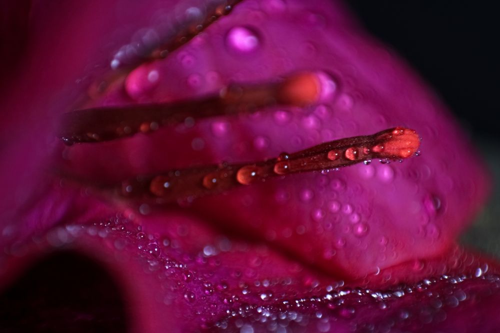 Photograph by Kaustav Ghosh