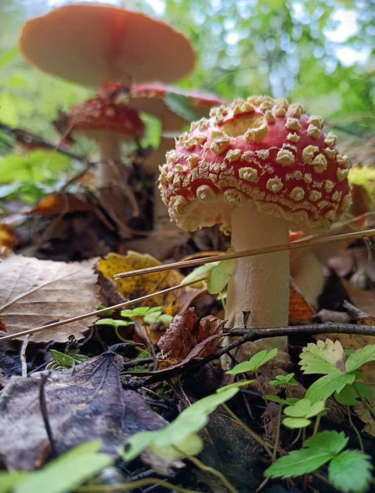 Фотография автора Julia Savelkina