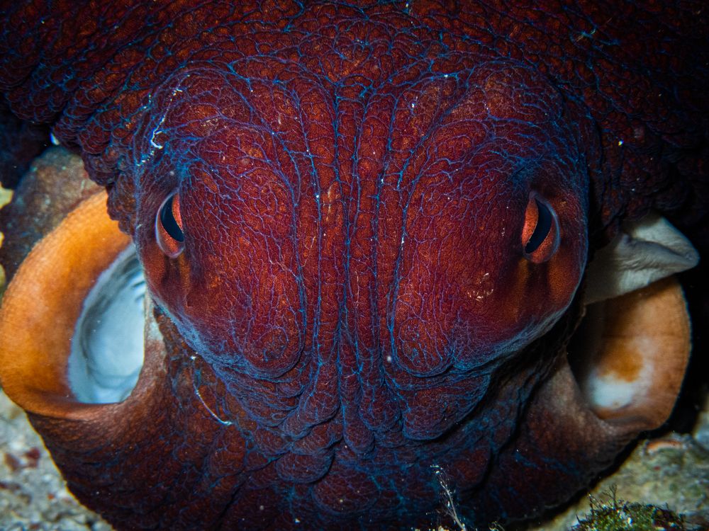 Фотография автора Vitor Bouth