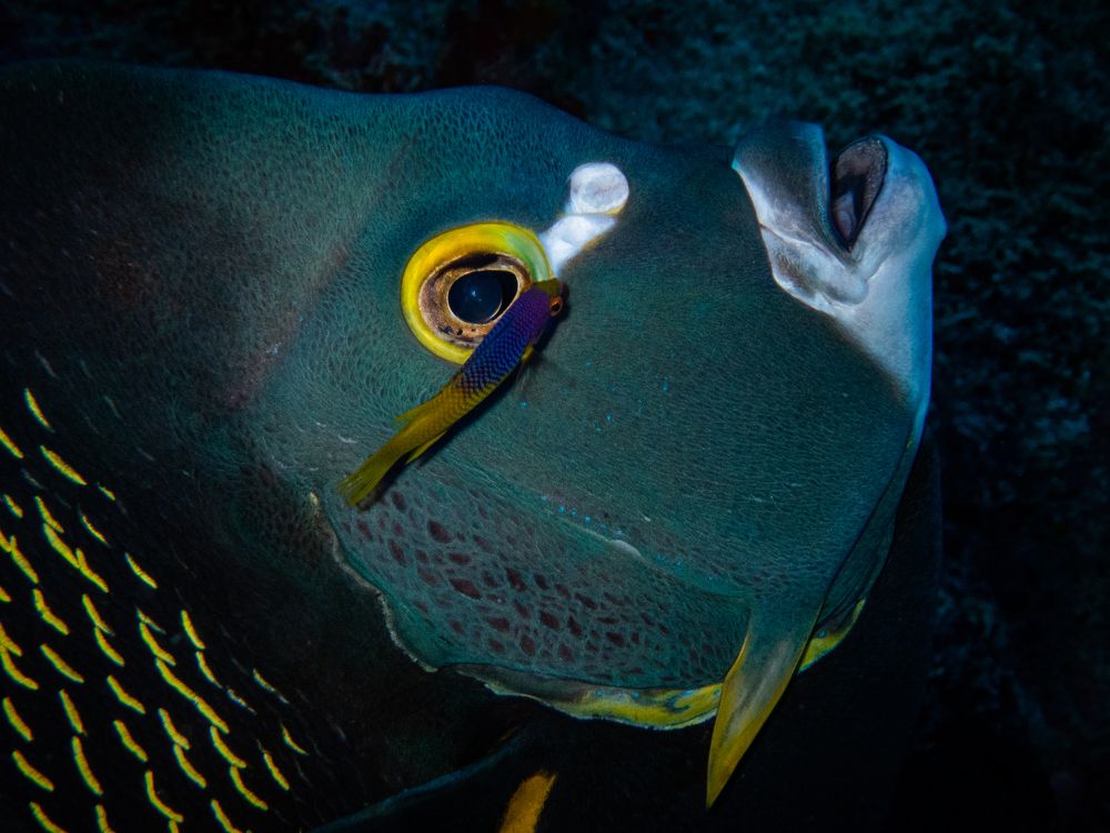 Фотография автора Vitor Bouth