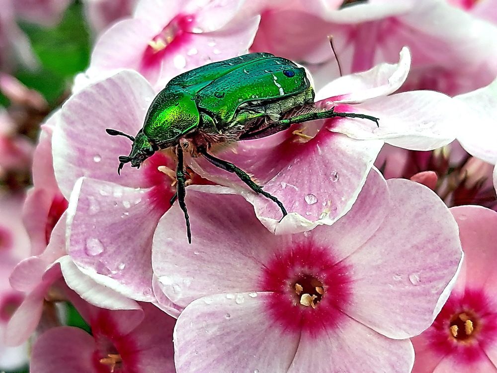 Photograph by Александр Лазебник