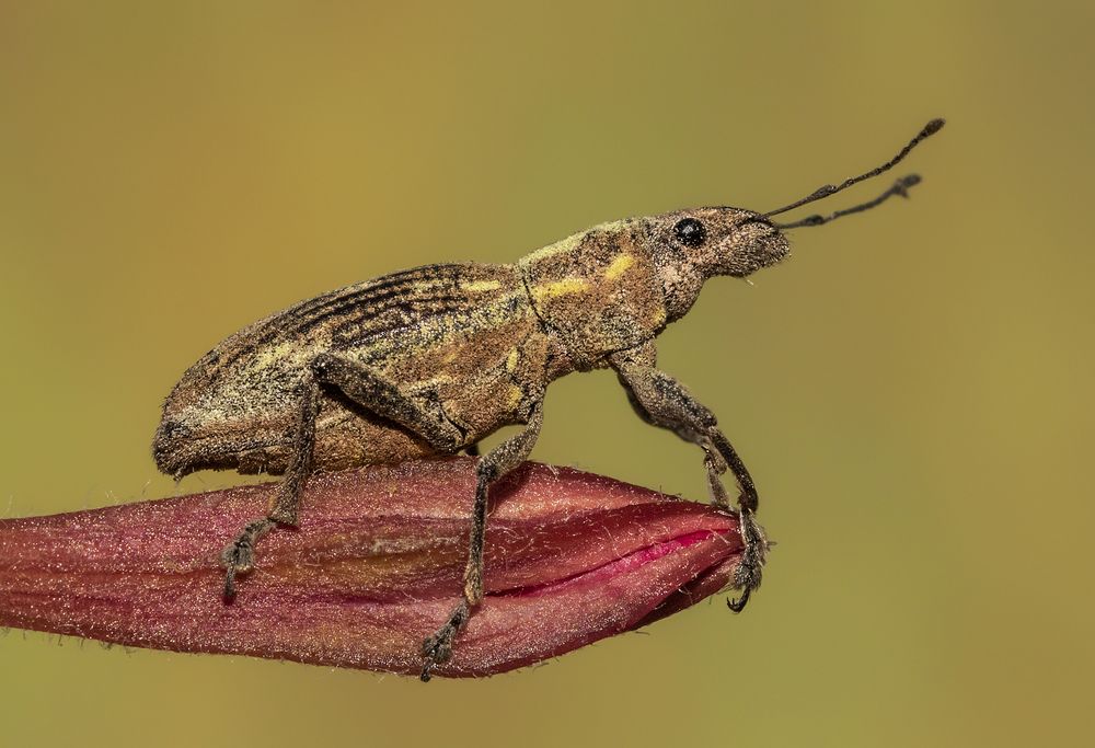 Photograph by Mario Fiorucci