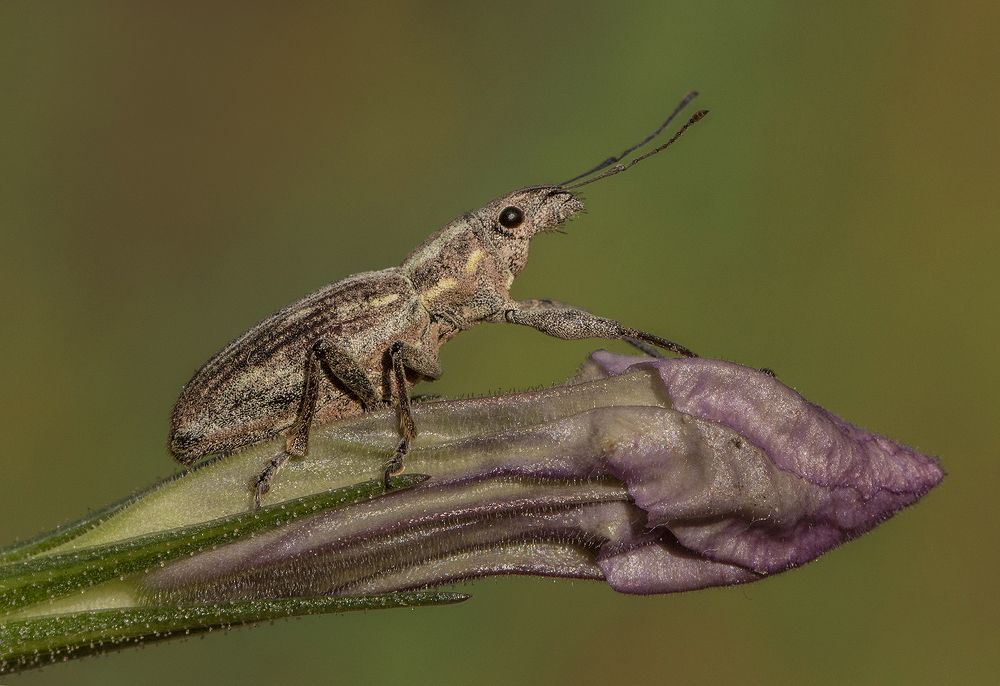 Photograph by Mario Fiorucci