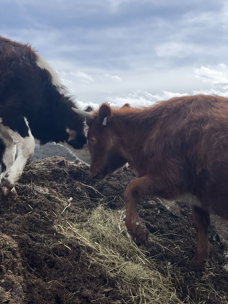 Photograph by Елена Тертишникова