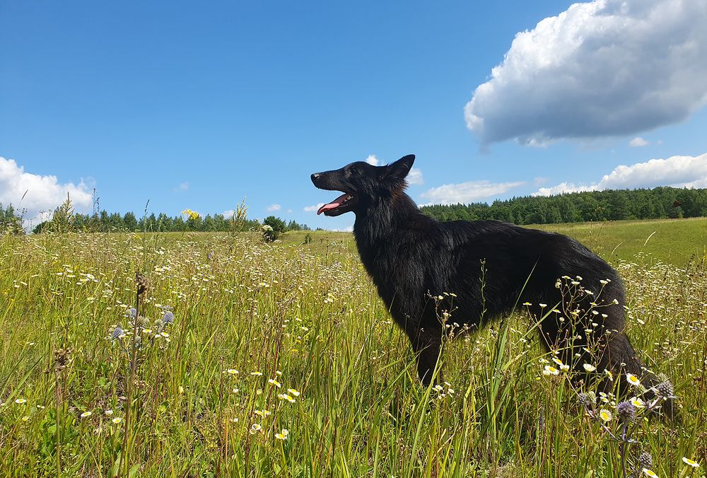 Фотография автора Надежда Лисицына