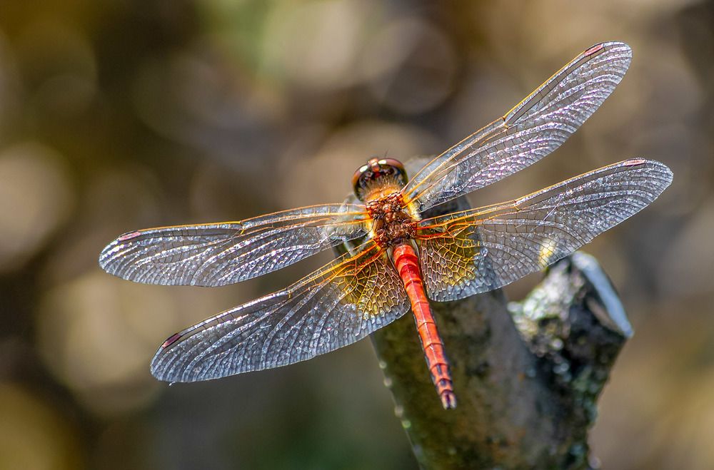 Сверкающие крылышки
