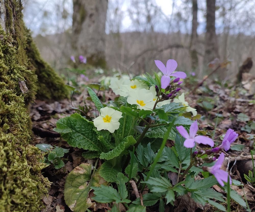 Photograph by Сергей Христинич