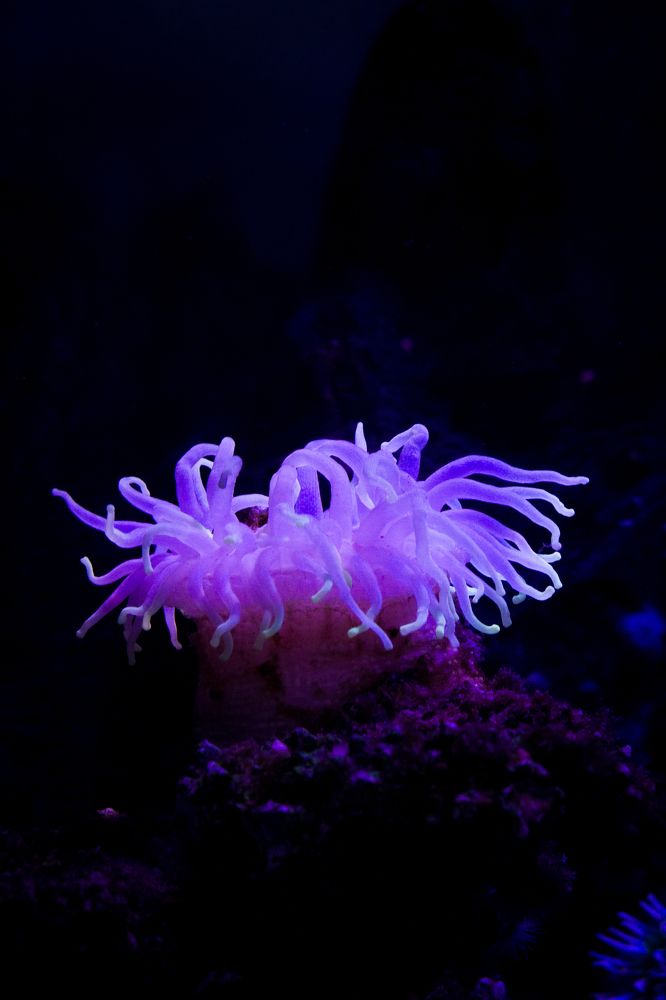 Фотография автора Софья Алексеева