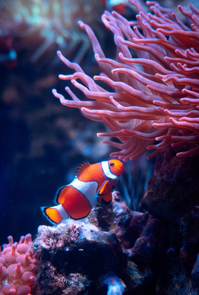 Photograph by Aleksandr Kolonsky