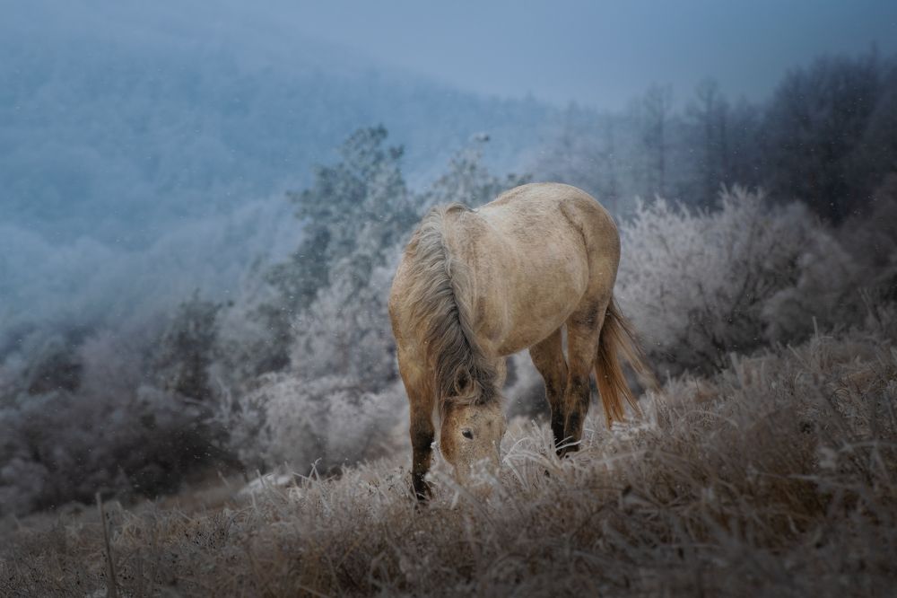 Photograph by Saba Gloveli