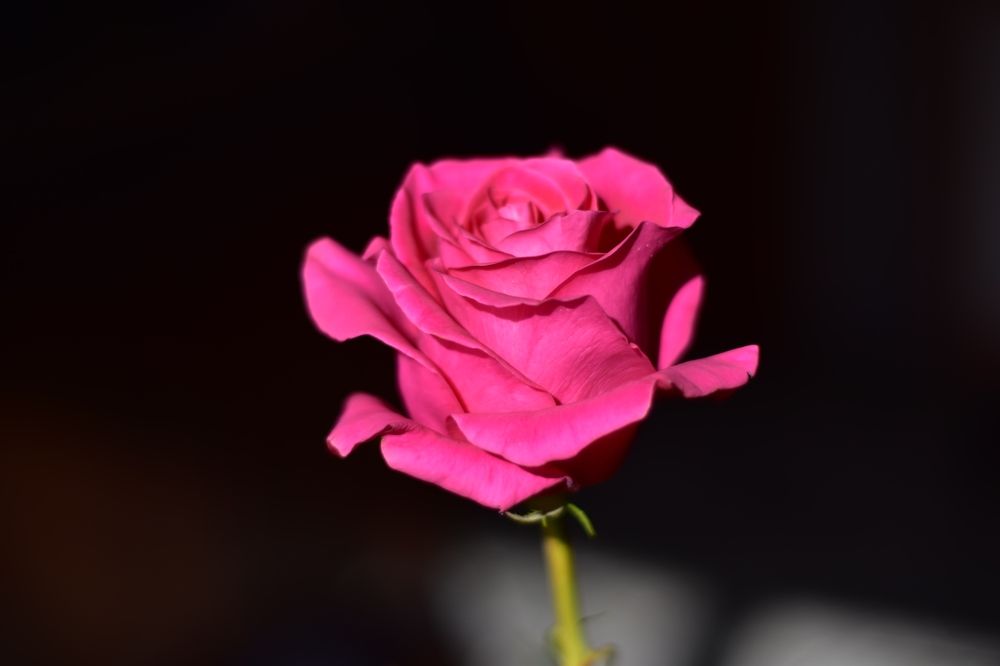 Photograph by Radoslav Stefanov